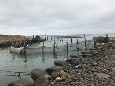 鰻魚苗季節到! 中市府持續受理鰻魚捕撈範圍申請
